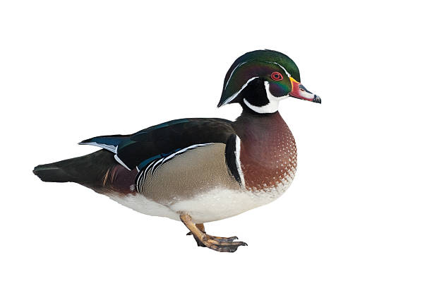 Wood Duck or Carolina D. (Aix sponsa)