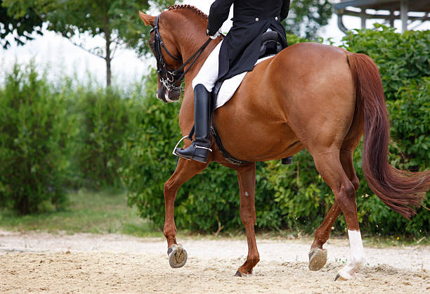 istock Dressage scene, trot 182918506