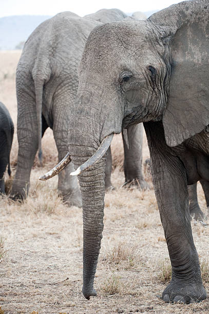 istock Elephants in the Serengeti 182918596