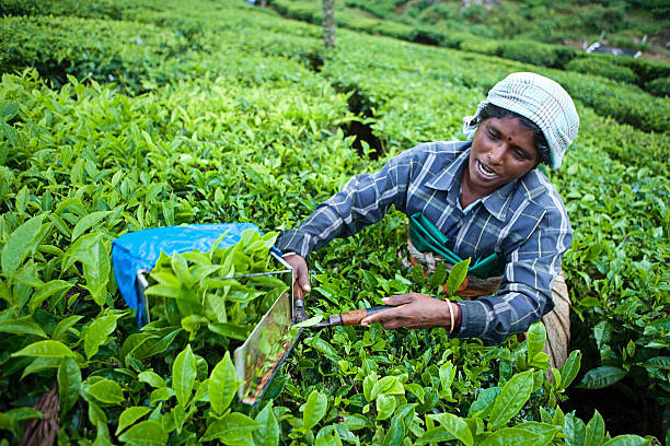 istock Woman harvesting tea leaves 182918639