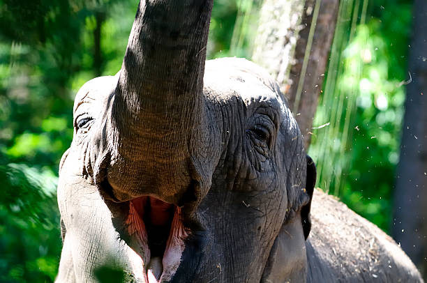 행복함 코끼리 - animal close up elephant animal eye 뉴스 사진 이미지