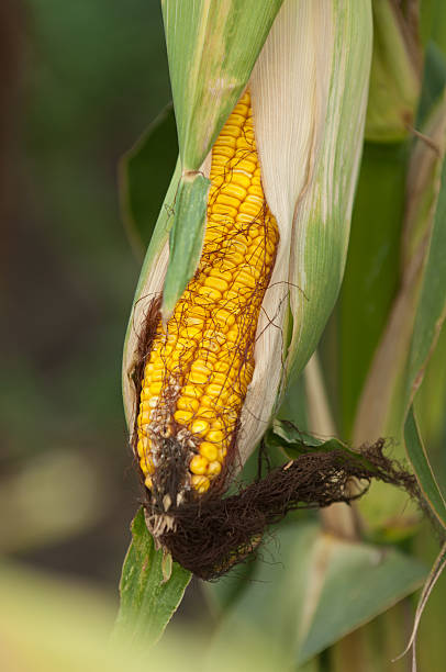Field Corn on Stalk stock photo