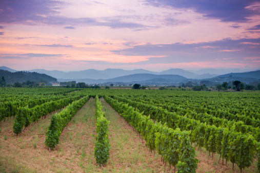 Vineyard y a las colinas ondulantes en la campiña francesa en el crepúsculo photo