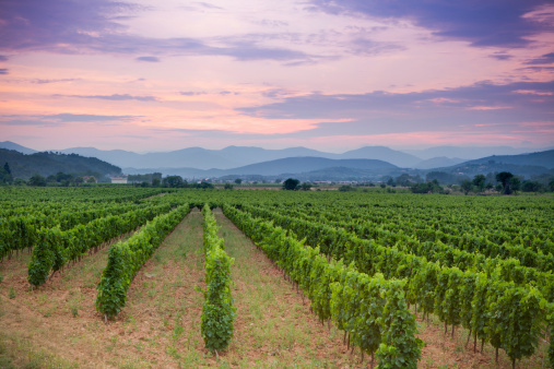 Rolling hills and rows of green vines in a vineyard in rural southern France at sunset