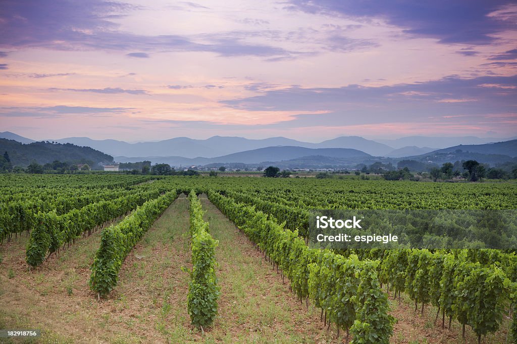 Vineyard and rolling hills in french countryside at sunset Rolling hills and rows of green vines in a vineyard in rural southern France at sunset Provence-Alpes-Cote d'Azur Stock Photo
