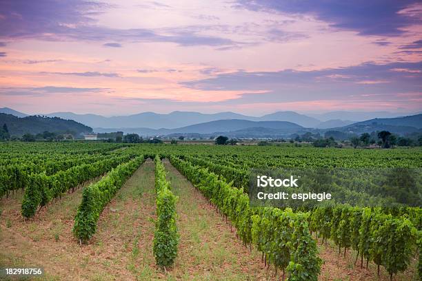 Vineyard And Rolling Hills In French Countryside At Sunset Stock Photo - Download Image Now