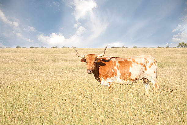 istock Texas Longhorn Cow In Field 182918958
