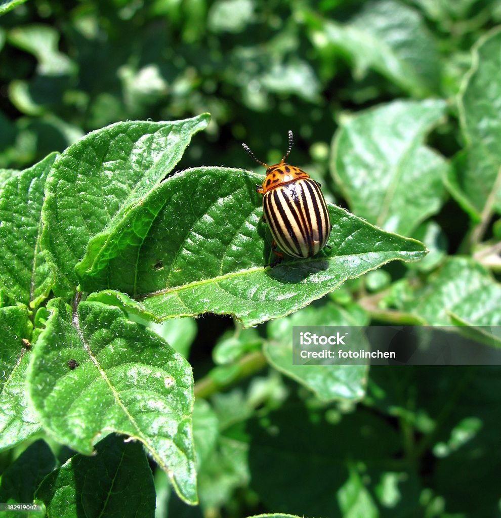 Colorado potato beetle auf plant - Lizenzfrei Beschädigt Stock-Foto