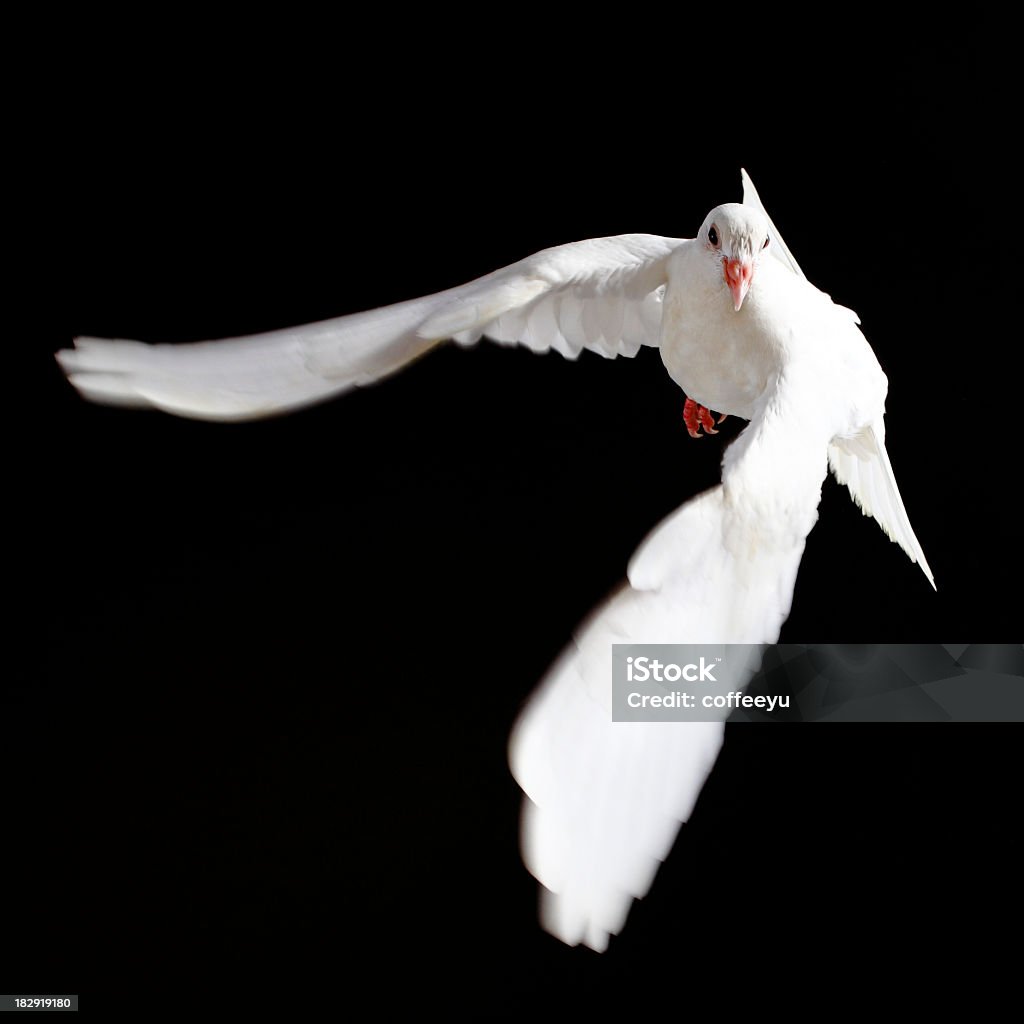 Бесплатно полет белого голубя, изолированные на черный - Стоковые фото Голубь - птица роялти-фри