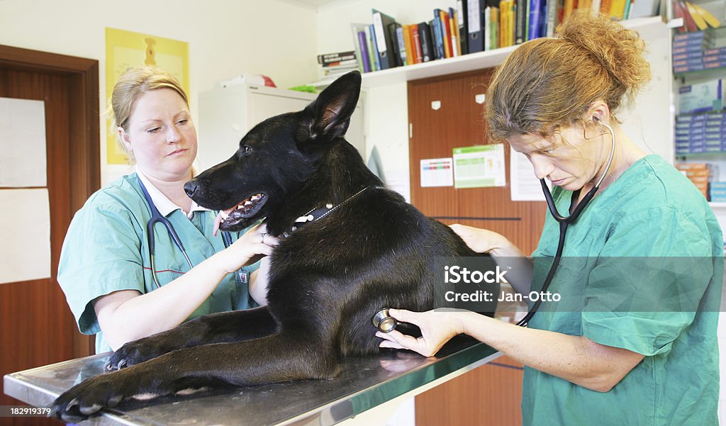 An der Tierarzt - Lizenzfrei Arzt Stock-Foto