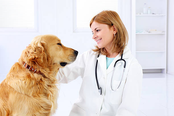 若い女性の獣医の思いやりかわいい美しいさせていただきます。 - vet veterinary medicine young women female ストックフォトと画像