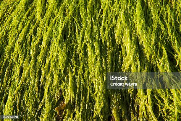 Alga Algas Textura Foto de stock y más banco de imágenes de Abstracto - Abstracto, Alga, Alga Marina