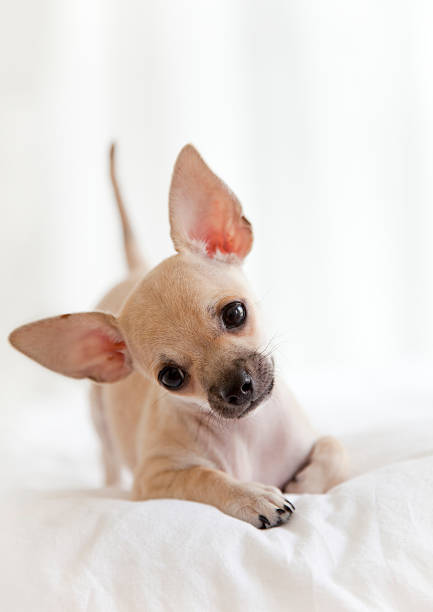 istock Chihuahua puppy 182919624
