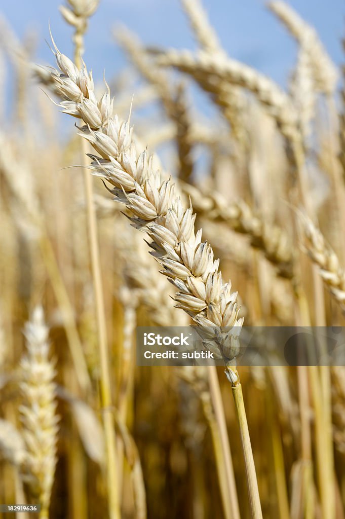 cornfield cornfield, focus on single ear Agriculture Stock Photo