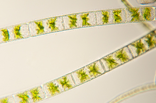 Photomicrograph of Zygnema species of green algae. Live specimen. Wet mount, 40X objective, transmitted brightfield illumination.