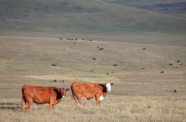 Cattle on a Ranch "A couple of cows on a cattle ranch. Alberta, Canada." lethbridge alberta stock pictures, royalty-free photos & images