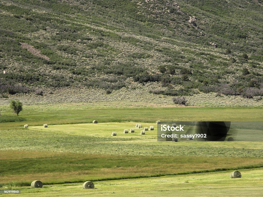 Hay Bales Farm Field Bales of hay just rolled in a field. Agricultural Activity Stock Photo