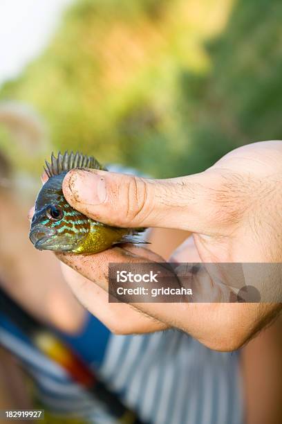 Pequeno Peixe - Fotografias de stock e mais imagens de Amarelo - Amarelo, Animal, Cor verde