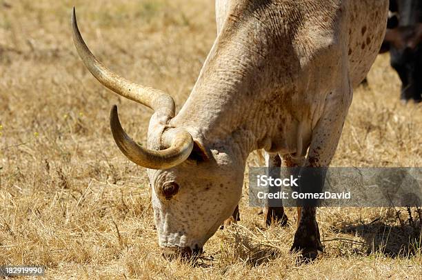 Closeup Of Texas Longhornrindsleder Stockfoto und mehr Bilder von Blick in die Kamera - Blick in die Kamera, Domestizierte Tiere, Farbbild