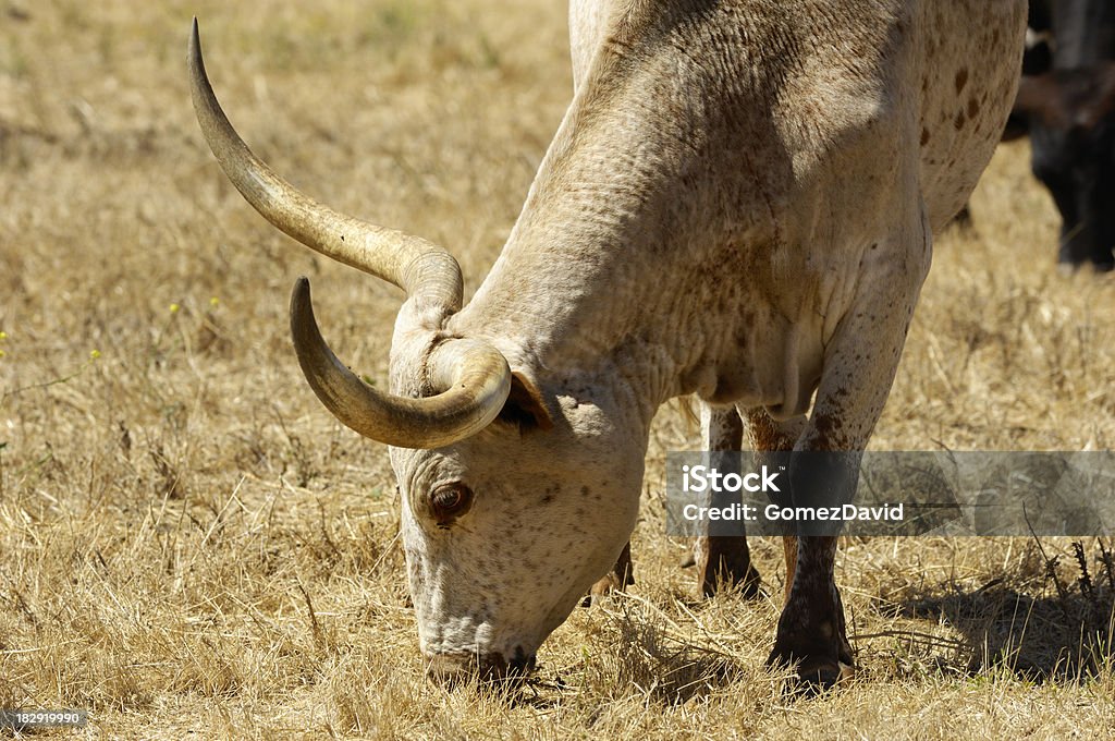 Close-up de vaca Texas Longhorn Steer - Royalty-free Animal Foto de stock