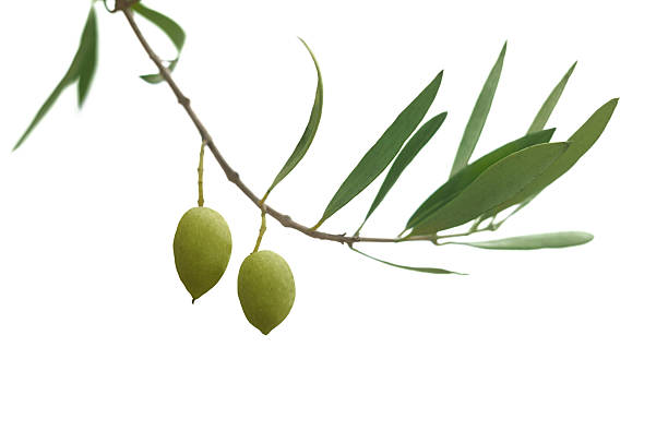 Olive branch Green olives on the branch. Isolated on white. olive tree cut out stock pictures, royalty-free photos & images