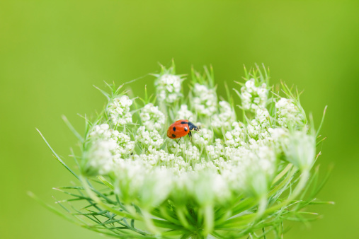 Ladybug and Queen Anne's Lace wildflower