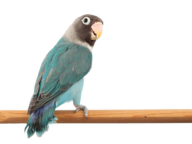 ocultos lovebird na cor azul mutação - inseparável de fisher imagens e fotografias de stock