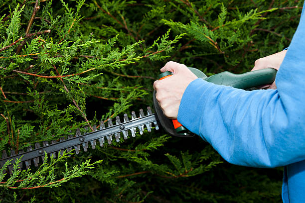 istock Trimming Hedge With Electric Trimmer 182920628