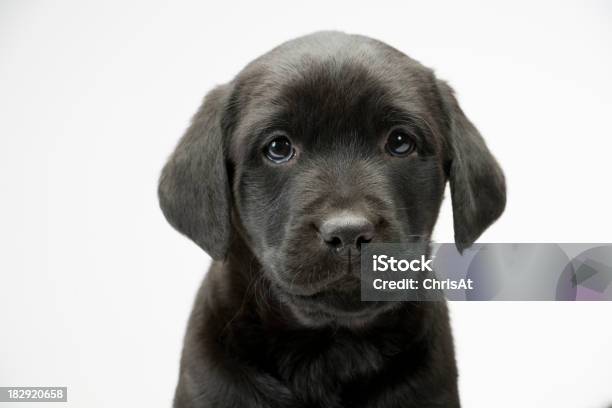 Nero Cucciolo Di Laboratorio Su Bianco Senza Cuciture - Fotografie stock e altre immagini di Cagnolino