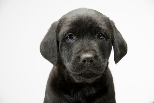 Young black labrador puppy looking at the camera