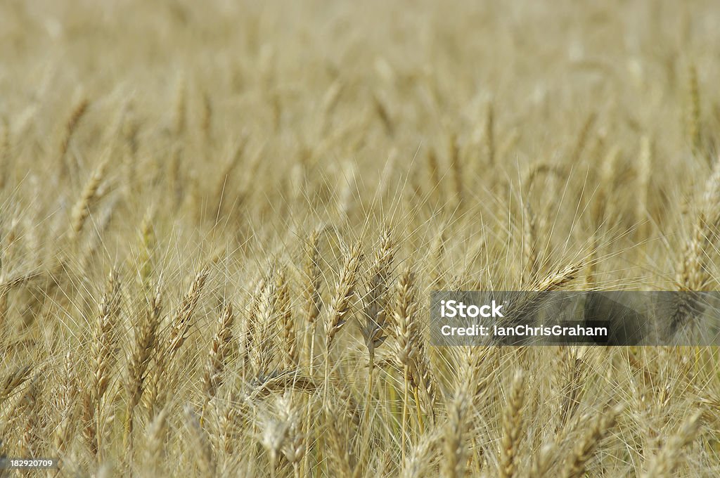 Cebada - Foto de stock de Alberta libre de derechos