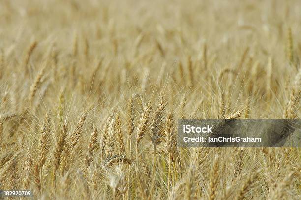 Cebada Foto de stock y más banco de imágenes de Alberta - Alberta, Macrofotografía, Paisaje no urbano