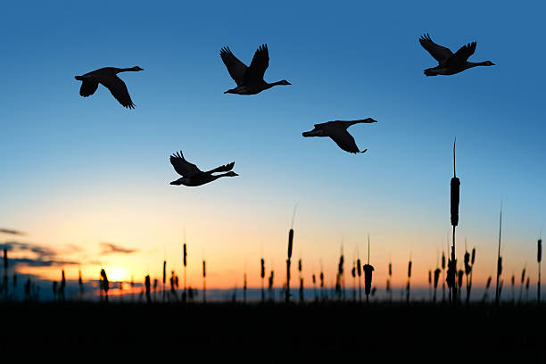 XXL migrating canada geese at sunset flock of migrating canada geese in silhouette at sunset (XXL) flock of birds photos stock pictures, royalty-free photos & images
