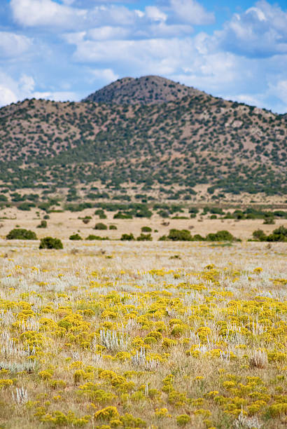 The International Border wall in the Springtime with all the desert flowers in bloom, including purple sage