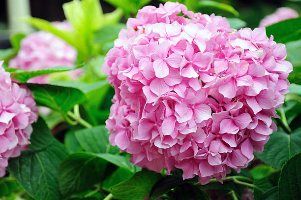 istock Hortensia flowers 182921079