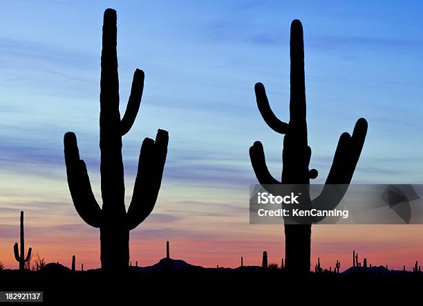 Cactus Silhouetten Stockfoto und mehr Bilder von Abenddämmerung - Abenddämmerung, Abgeschiedenheit, Arizona