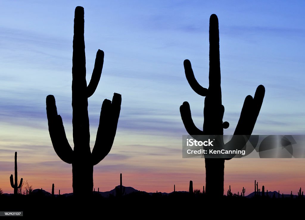 Cactus silhuetas - Foto de stock de Amarelo royalty-free