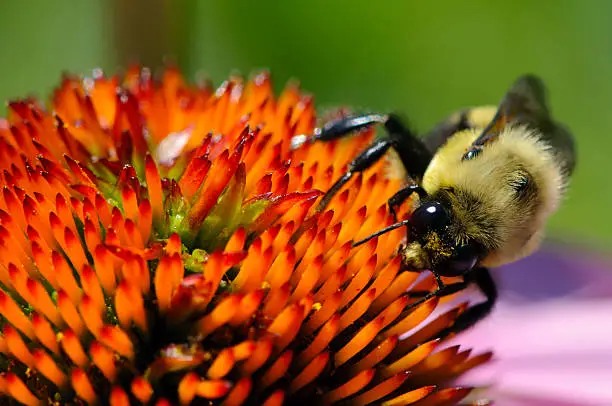 Photo of Macro Insect American Bumble Bee (Bombus pensylvanicus) Pollinating Flower