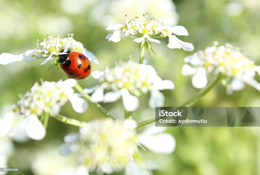 Coccinelle sur fleurs - Photo de Arbre en fleurs libre de droits