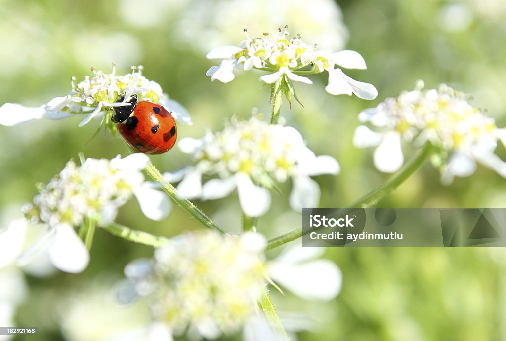 Coccinella su fiori - Foto stock royalty-free di Ambientazione esterna