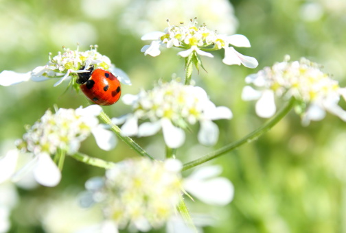 Ladybug and Queen Anne's Lace wildflower.