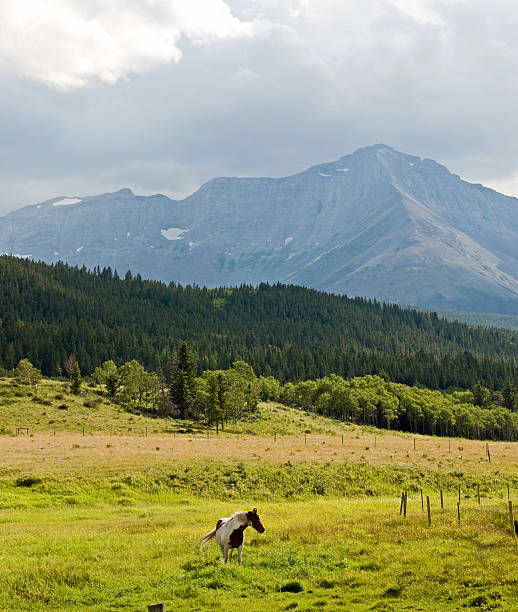 istock Horse and Mountain Pasture 182921210