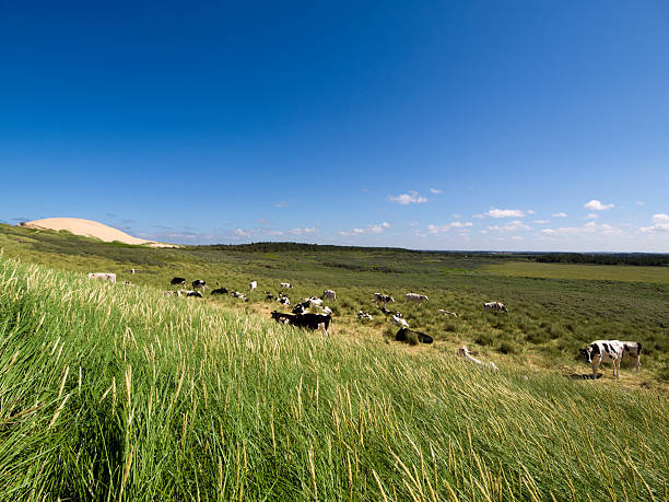 Some white and black cows at a field.