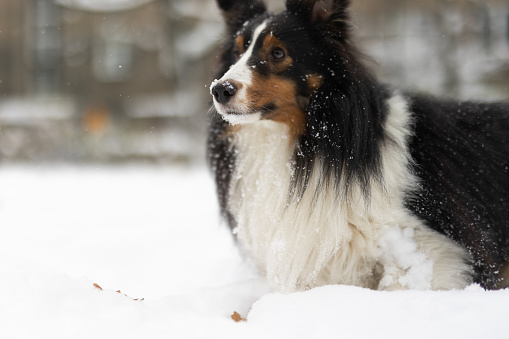 Portrait of Australian Shepherd puppy on white snow. Charming young thoroughbred dog with intelligent brown eyes and funny ears. Aussie red tricolor in winter.