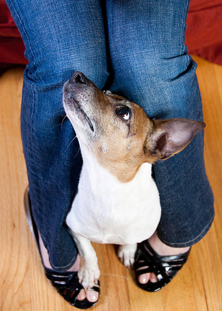 istock Jack Russell terrier dog by owners legs 182921255