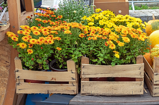 Yellow flowers in wooden crates outside in a garden in countryside