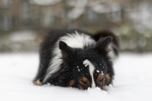 Shetland Sheepdog in the Snow. Snow. Winter. Krakow