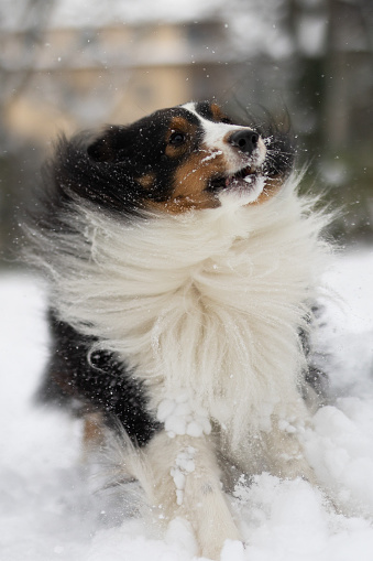 Shetland Sheepdog in the Snow. Snow. Winter. Krakow