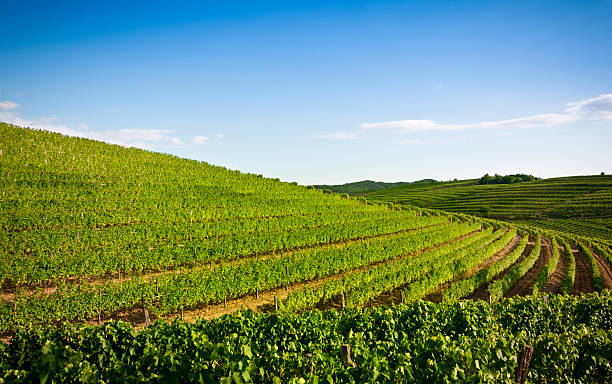 istock Nice vineyard landscape in north of Italy 182921485