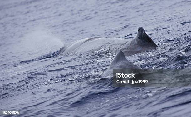 Two Whales Swimming Stock Photo - Download Image Now - Animal, Animal Fin, Atlantic Islands